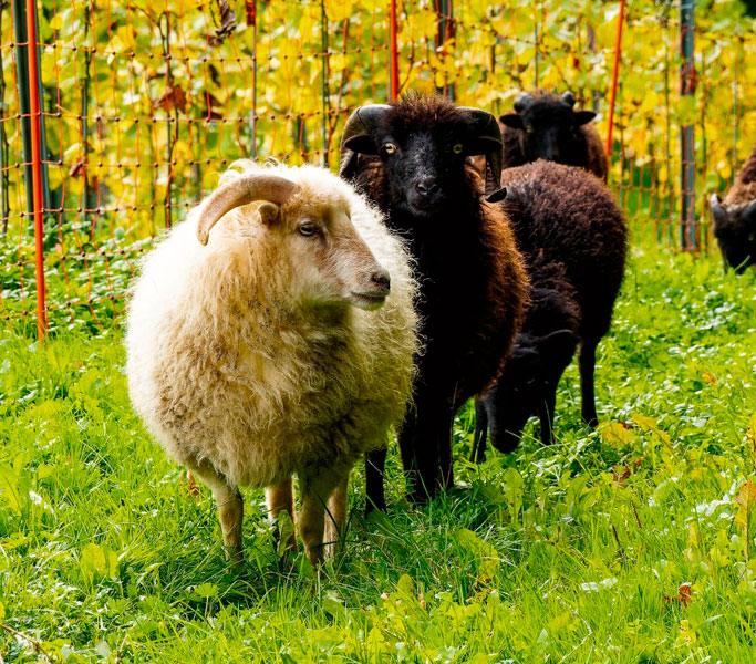 Mouton en éco-pâturage