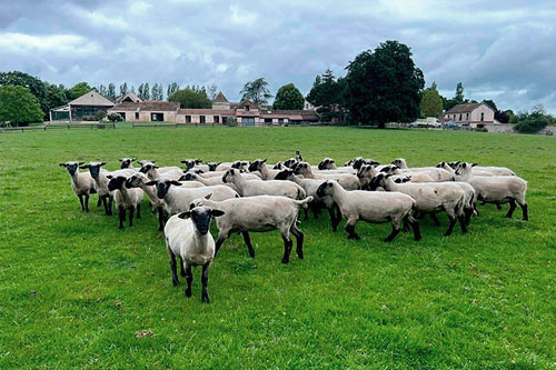 Troupeau de montons Shropshire des prairies citadines