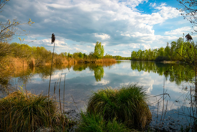 Zone humide avec des points d'eau et de la végétation